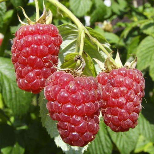 Саджанці малини Атлант (черенкований) - 1-річний Чернівці - фото 1