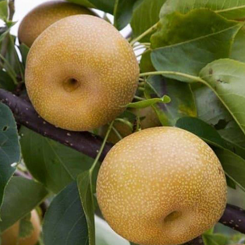 Саженцы груши Бронзовая (привитый) - 1-летний Черновцы - изображение 1