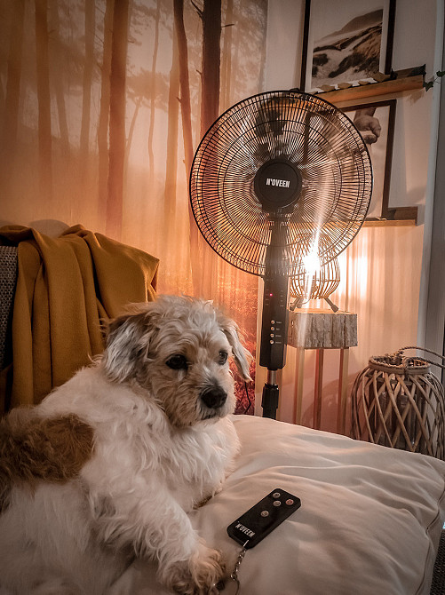 Вентилятор підлоговий з таймером Noveen F455 55 Вт Київ - фото 3