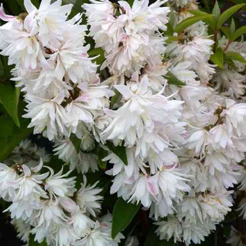 Саджанці дейції Амурська (черенкований) - 2-річний Чернівці