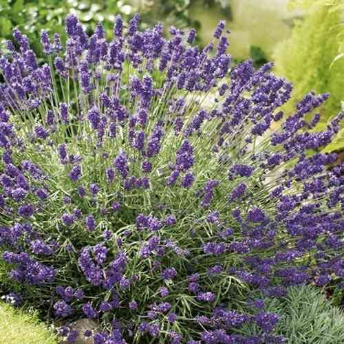 Саджанці лаванди Датч (черенкований) - 2-річний Чернівці