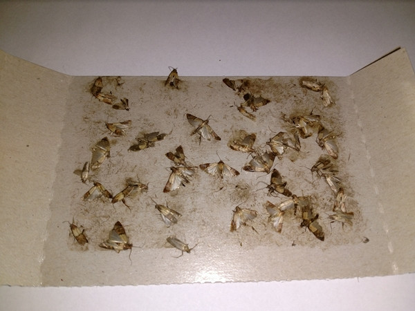 Феромонна пастка молі Panko, 3 шт. Київ - фото 3