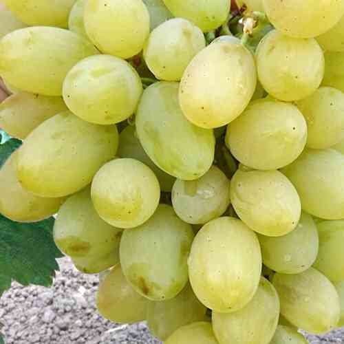 Саженцы винограда Августин (черенкованный) - 1-летний Черновцы