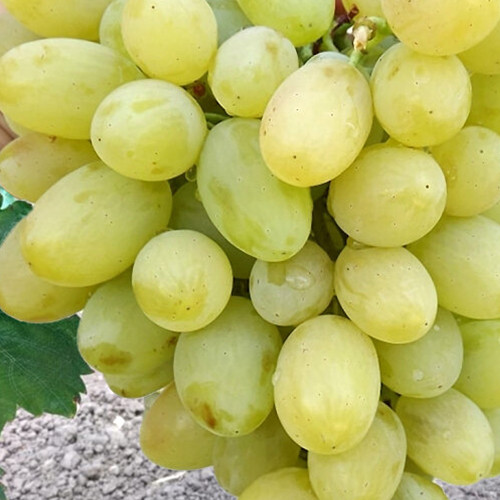 Саженцы винограда Августин (черенкованный) - 1-летний Черновцы - изображение 1