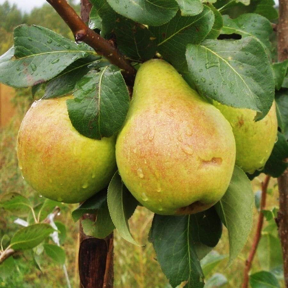 Саджанці груші Рікс (привитий) - 1-річний Чернівці - фото 2