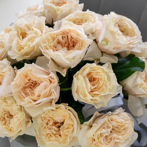 Саженцы роз Крем Фрагранс (привитый) - 2-летний Черновцы - изображение 1