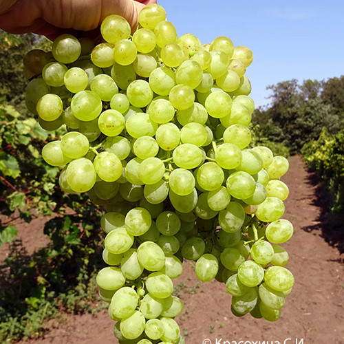 Cаджанці винограду Солодкий Світ (черенкований) - 1-річний Чернівці - фото 1