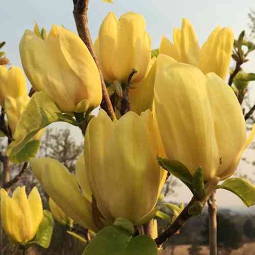 Саженцы магнолии Йеллоу Бьорд (привитый) - 3-летний Черновцы