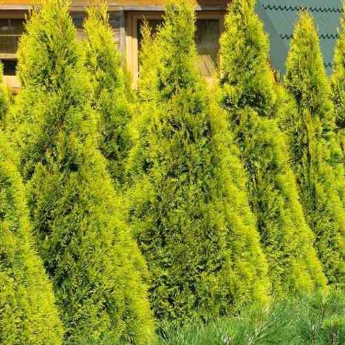 Саджанці туї Санні Смарагд Чернівці