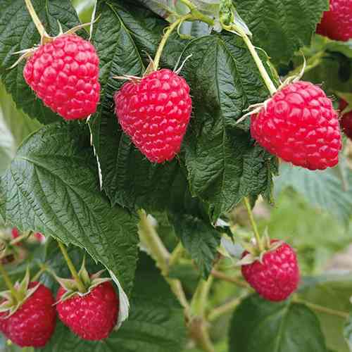 Саджанці малини Новокитаївська (черенкований) - 1-річний Чернівці