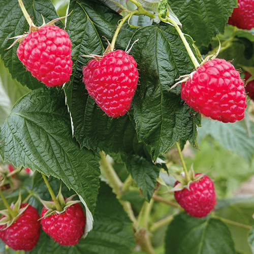 Саженцы малины Новокитаевская (черенкованный) - 1-летний Черновцы - изображение 1