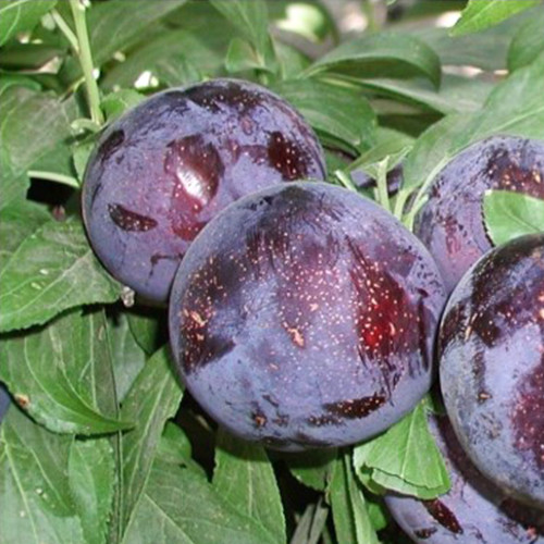 Саженцы диплоидной сливы Ларода (привитый) - 1-летний Черновцы - изображение 1