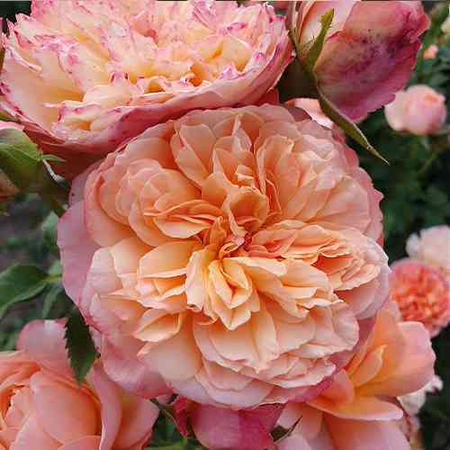 Саженцы роз Эдит (привитый) - 2-летний Черновцы