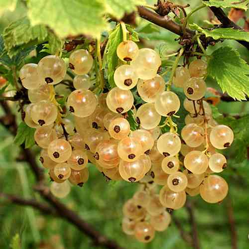 Саженцы смородины Императорская Желтая (черенкованный) - 1-летний Черновцы