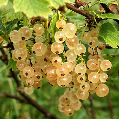 Саженцы смородины Императорская Желтая (черенкованный) - 1-летний Черновцы - изображение 2