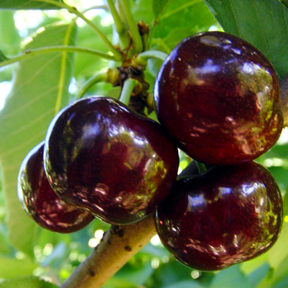 Саженцы черешни Тамара (привита) - 2-летний Черновцы - изображение 1