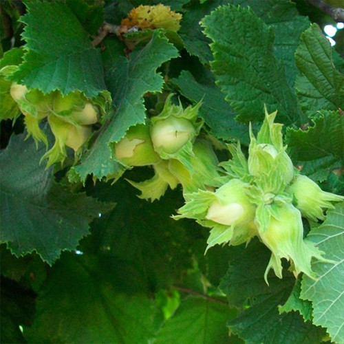 Саджанці фундука Корончатий - 3-річний Чернівці - фото 1