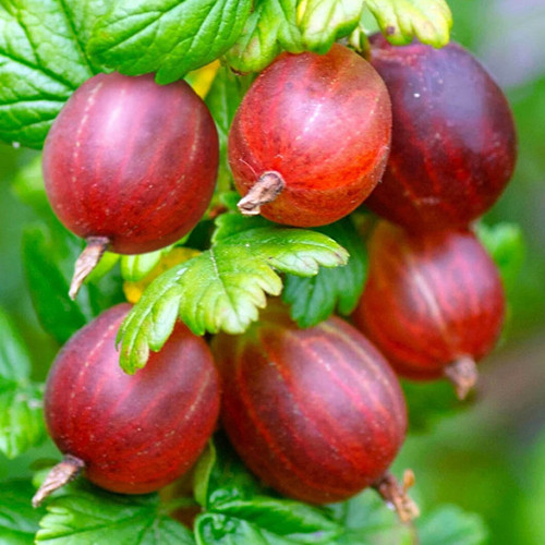Саджанці агрусу на штамбі Вандерфул (привитий) - 2-річний Чернівці - фото 1