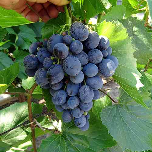 Саженцы винограда Сфинкс (черенкованный) - 2-летний Черновцы