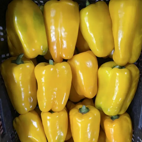 Перець Голден Імператор F1 жовтий 8шт Професійне насіння Житомир