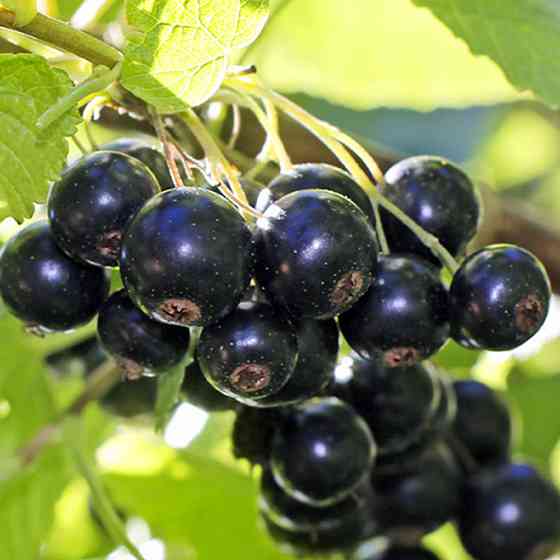 Саджанці смородини Біг Бен (черенкований) - 2-річний Чернівці