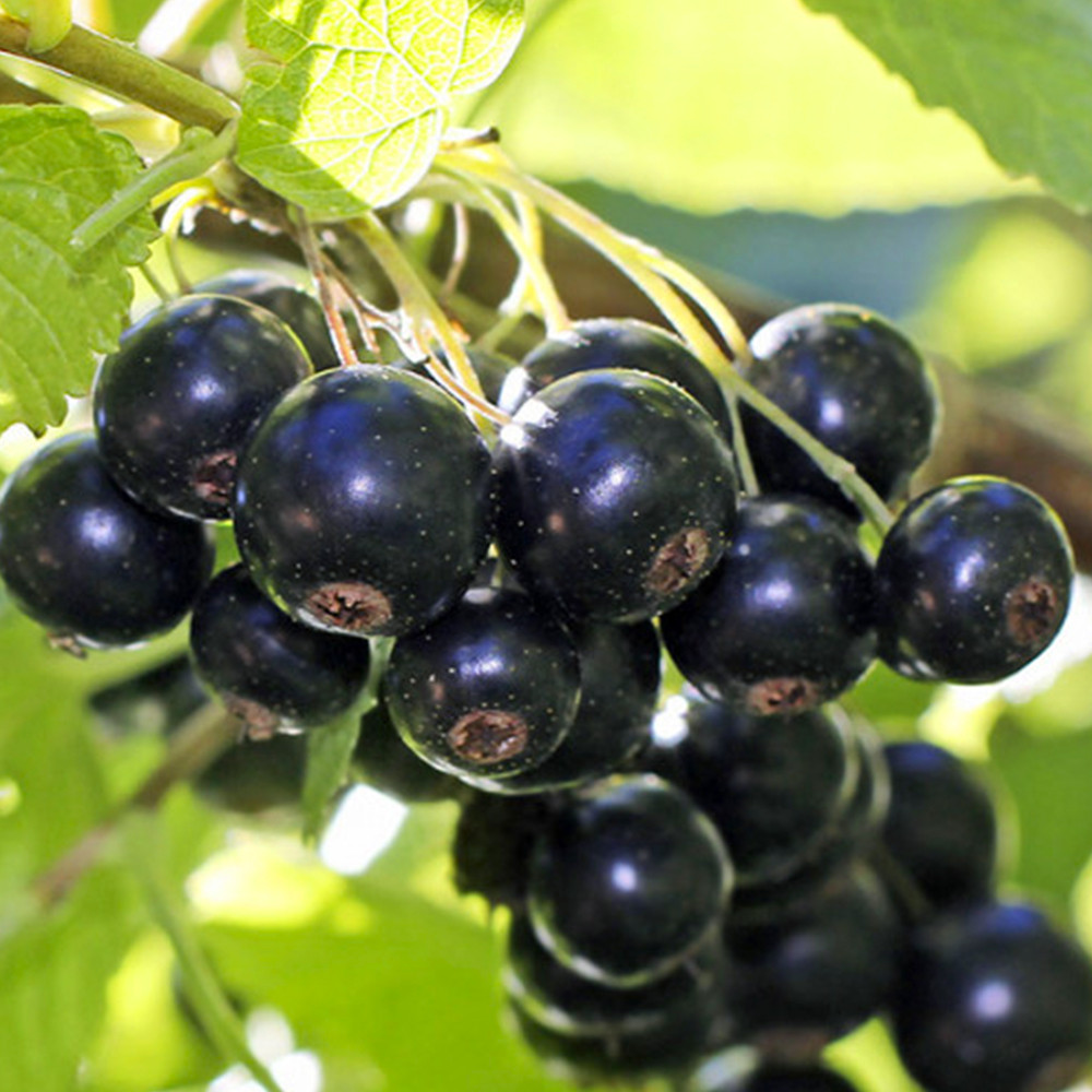 Саженцы смородины Биг Бен (черенкованный) - 2-летний Черновцы - изображение 3