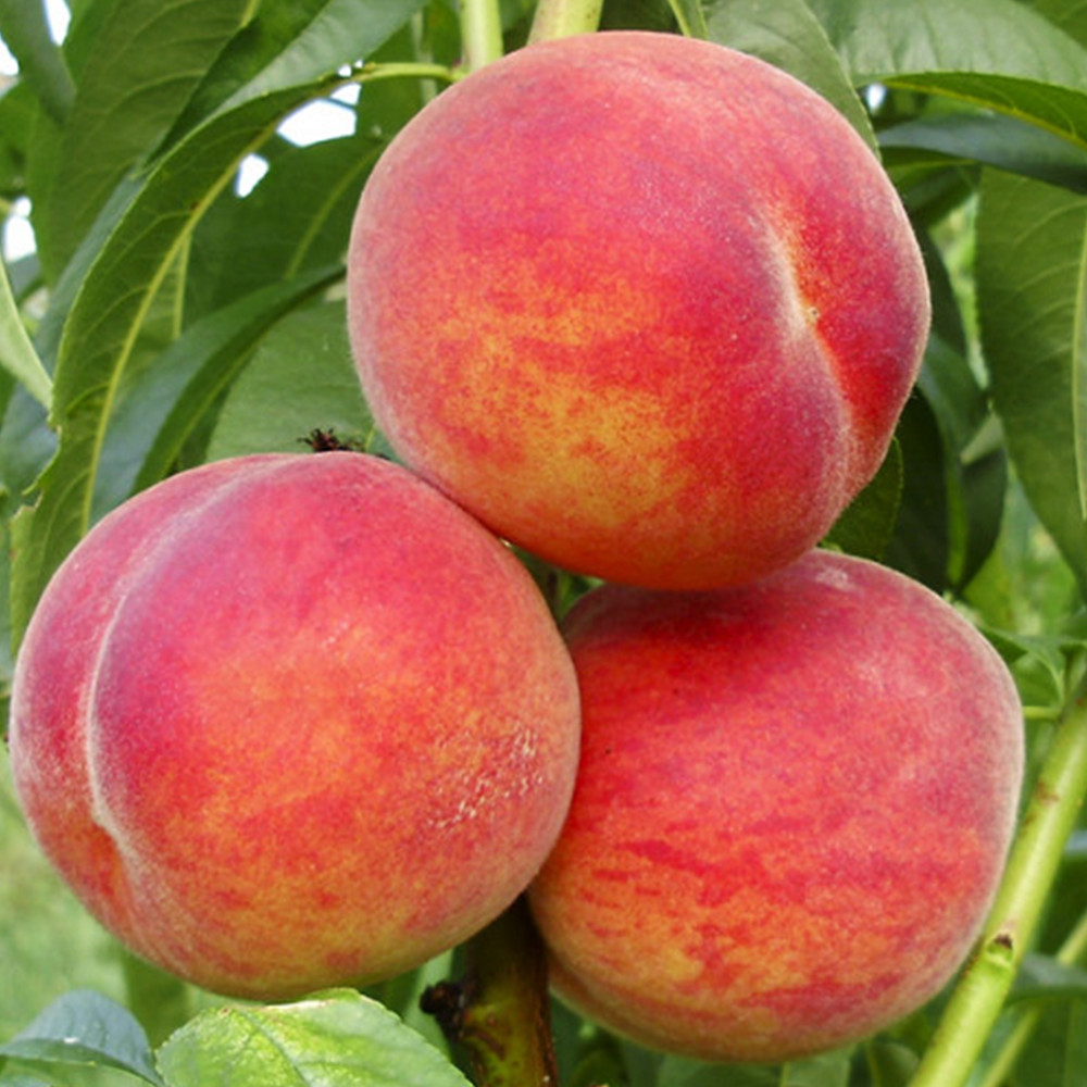 Саджанці персика Фламінго (привитий) - 1-річний Чернівці - фото 2