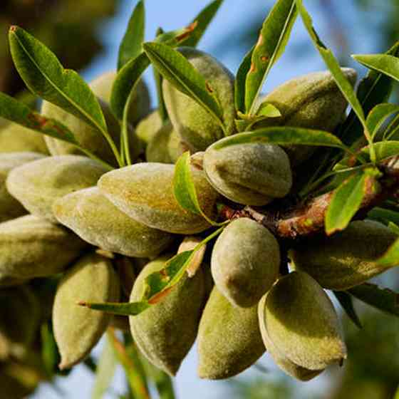 Саженцы миндаля Антик (привитый) - 1-летний Черновцы