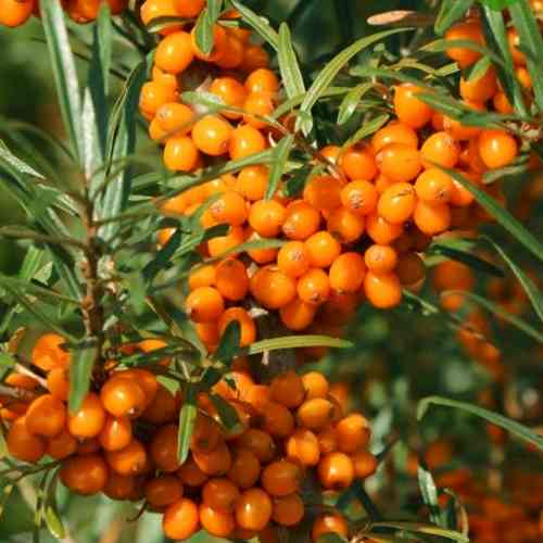 Саженцы облепихи Медовая + Опылитель (черенкованный) - 2-летний Черновцы