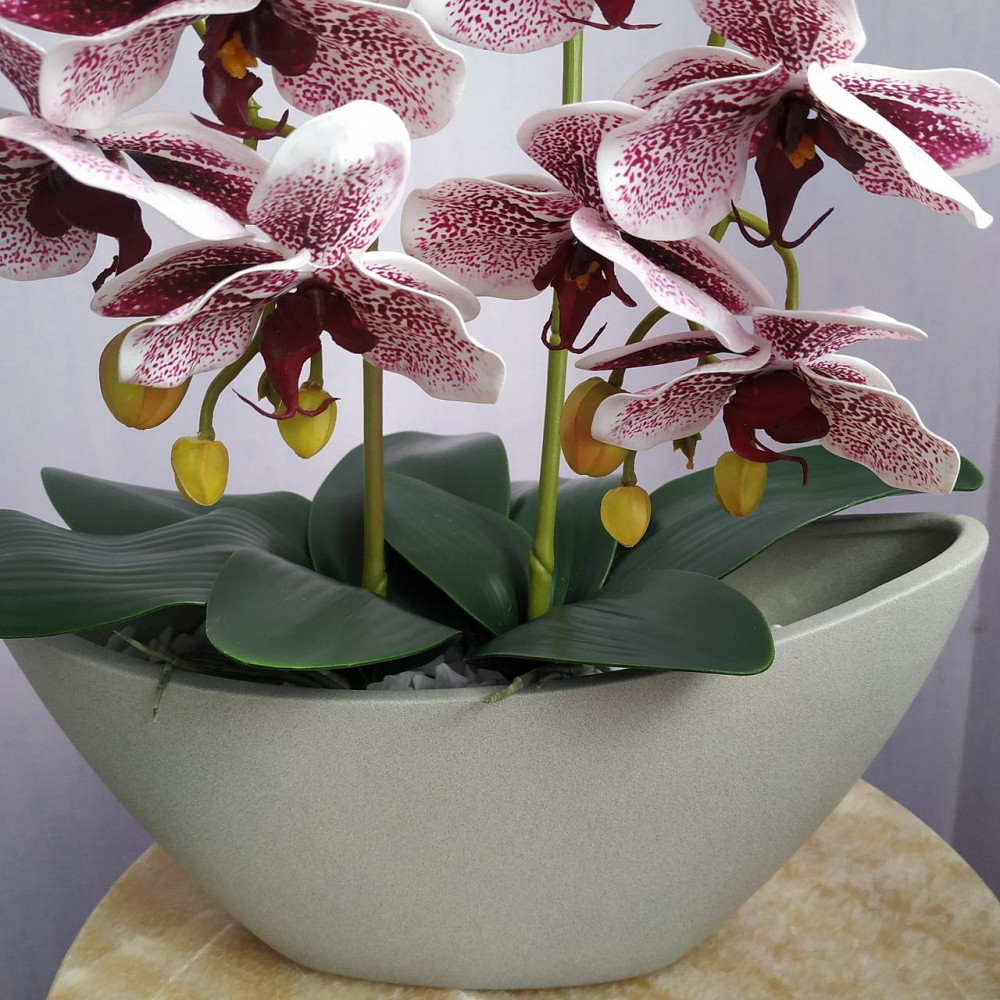 Штучна латексна орхідея VIP у бежевому керамічному кашпо на дві гілки бордовий градієнт Дніпро - фото 2