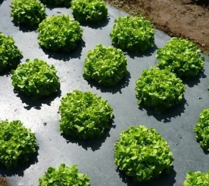 Пленка 30 мкм 0.7м*500м черная для мульчирования и строительства Днепр - изображение 9