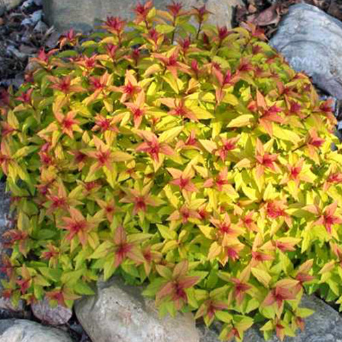 Саджанці спіреї Чарівний Килим (черенкований) - 1-річний Чернівці - фото 1