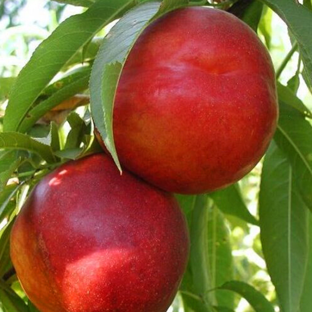 Саджанці колоновидного нектарину на штамбі (привитий) Чернівці - фото 1