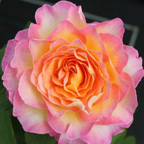 Саженцы роз Горджес (привитый) - 2-летний Черновцы - изображение 1