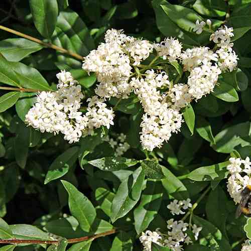 Саженцы бирючины Пендула (черенкованный) - 2-летний Черновцы