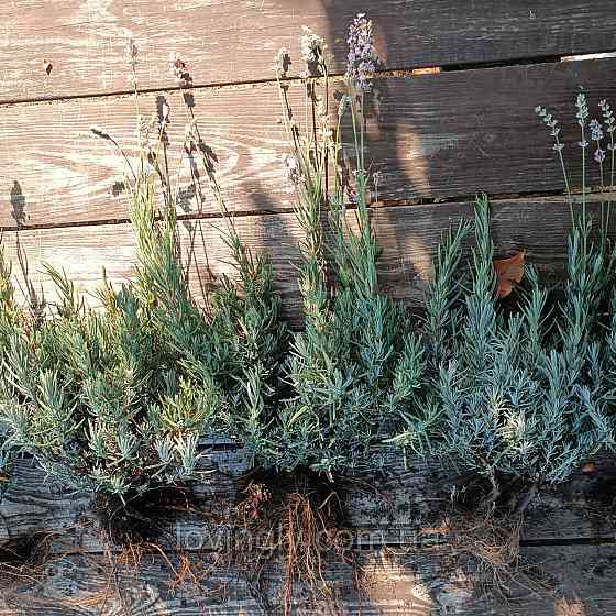 Лавандин Edelweiss, лаванда белого цвета горшок Р9 Ирпень