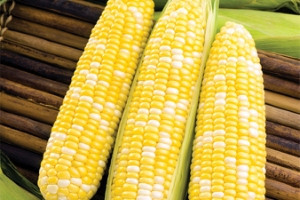 Семена Кукуруза сахарная Биколор 5 гр Syngenta Винница - изображение 1