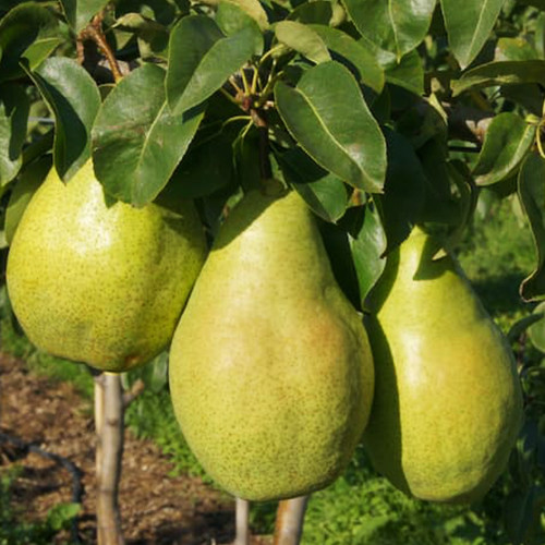 Саженцы груши Ксения (привитый) - 1-летний Черновцы - изображение 1