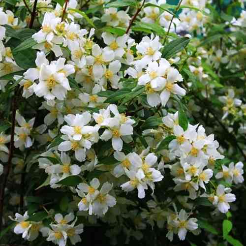 Саженцы жасмина Эректус (черенкованный) - 1-летний Черновцы