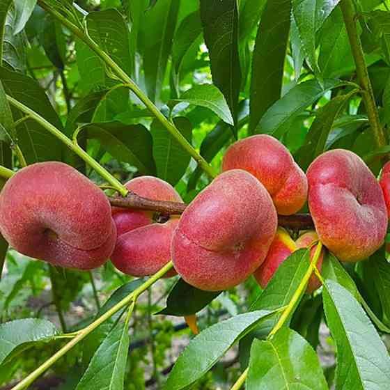 Саженцы персика Пинк Ринг (привитый) - 2-летний Черновцы