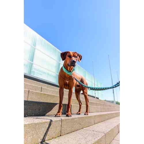 Повідок Trixie Cavo для собак регульований L–XL 2 м діаметр 18 мм аква-графіт Київ