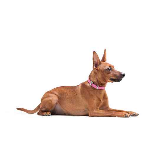 Нашийник для собак шкіряний WAUDOG Classic, Ш 12 мм, Дов 21-29 см рожевий Коломия