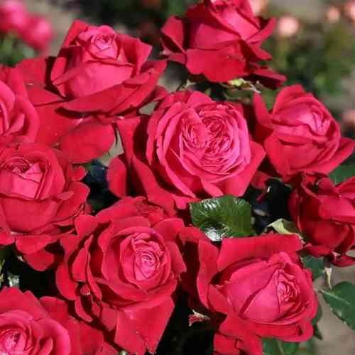 Саджанці троянд Рубі Кісс (привитий) - 2-річний Чернівці