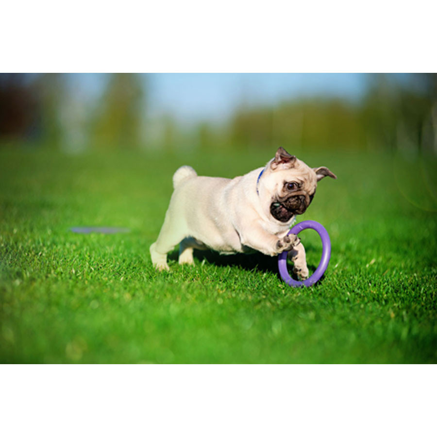 Тренувальний снаряд для собак PULLER Micro, діаметр 12,5 см Вінниця - фото 7