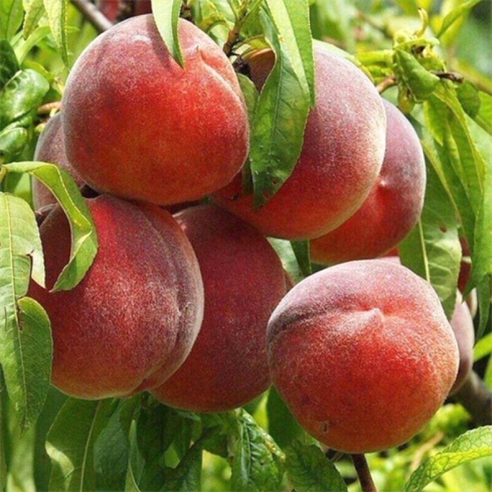 Саджанці персика Флемінг Ф'юрі (привитий) - 1-річний Чернівці - фото 3