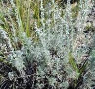 Полинь холодна (камяна).100г master sem Киев - изображение 1