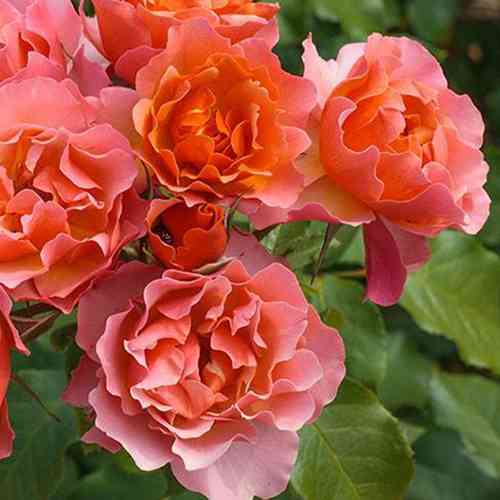 Саджанці троянд Жан Кокто (привитий) - 2-річний Чернівці