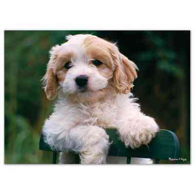 Пазл Melissa&Doug Щенки, 30 элементов (MD8923) Винница