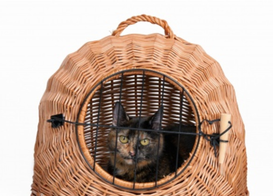 Переноска плетена корзина для котів Trixie (Тріксі) 50х46х36 см Запоріжжя