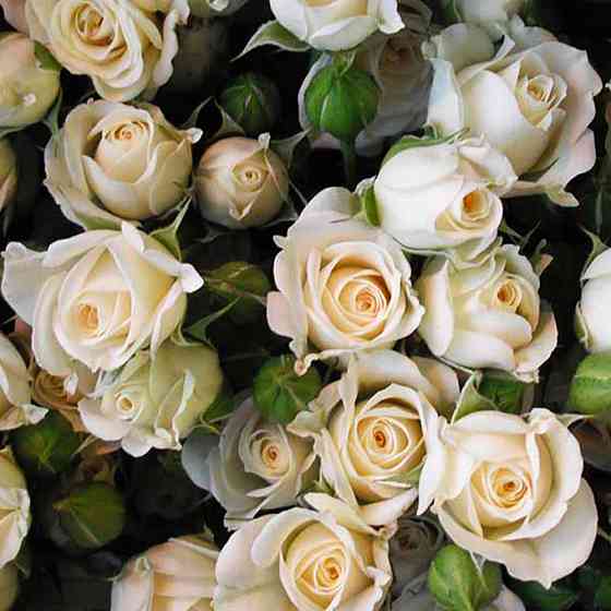 Саженцы бордюрных роз Уайт Леди (привитый) Черновцы